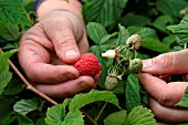 PICKING RASPBERRIES,  PULL GENTLY FROM THE PLUG