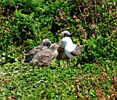 HERRING GULL WITH CHICKS