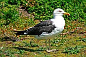 LESSER BLACK BACKED GULL