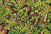 CINNABAR MOTH CATERPILLARS ON RAGWORT