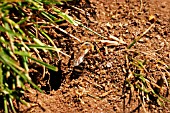 MINING BEE LEAVING HOLE IN LAWN