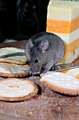 HOUSE MOUSE (MUS DOMESTICUS) EATING BISCUIT