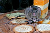 HOUSE MOUSE (MUS DOMESTICUS) EATING BISCUIT