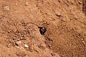 MINING BEE AT ENTRANCE OF HOLE