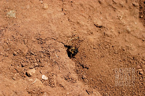 MINING_BEE_AT_ENTRANCE_OF_HOLE