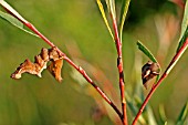 PEBBLE PROMINENT CATERPILLAR ON GOAT WILLOW