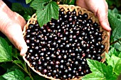 BLACKCURRANTS,  BEN CONAN,  HARVESTED