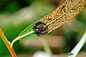 WILLOW LEAF BEETLES LARVAE EATING LEAF