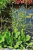 ALISMA (WATER PLANTAIN)