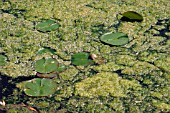 BLANKETWEED SMOTHERES WATERLILIES