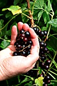 BLACKCURRANTS,  BEN CONAN,  PICKING