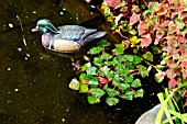 DUCK ORNAMENT IN POOL,  TRAPA (WATER CHESTNUT) AND HOUTTUYNIA