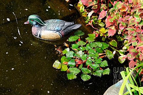 DUCK_ORNAMENT_IN_POOL__TRAPA_WATER_CHESTNUT_AND_HOUTTUYNIA