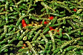 ELODEA CANADENSIS (GOLD FISH HIDE IN CANADIAN PONDWEED)