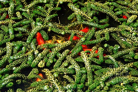 ELODEA_CANADENSIS_GOLD_FISH_HIDE_IN_CANADIAN_PONDWEED