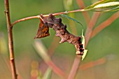 PEBBLE PROMINENT EATING WILLOW LEAF