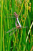 KEELED SKIMMER PAIR IN MATING WHEEL