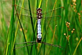 KEELED SKIMMER PAIR IN MATING WHEEL