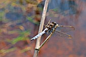 KEELED SKIMMER MALE ON PERCH