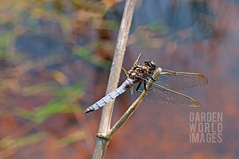 KEELED_SKIMMER_MALE_ON_PERCH