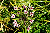 BUTOMUS UMBELLATUS (FLOWERING RUSH)