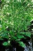 SIUM LATIFOLIUM (WATER PARSNIP)