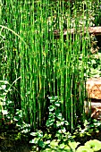 EQUISETUM (GIANT HORSETAIL) IN SHALLOW WATER