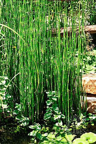 EQUISETUM_GIANT_HORSETAIL_IN_SHALLOW_WATER