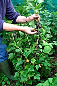 PICKING BLACKCURRANT BEN CONAN