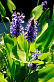 PONTEDERIA CORDATA, (PICKEREL WEED)