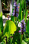 PONTEDERIA CORDATA (PICKEREL WEED)