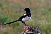 MAGPIE,  ON STUMP,  PICA PICA