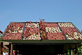 SHED ROOF COVERED WITH SUCCULENTS