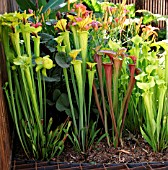 SARRACENIA (PITCHER PLANT)