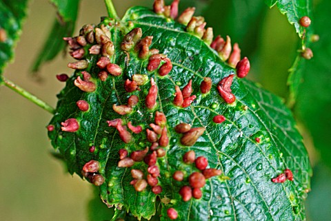 NAIL_GALL_MITES_ON_LIME_LEAVES