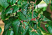 NAIL GALL MITES ON LIME LEAVES