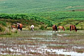 PONIES DRINKING AT MOORLAND POOL