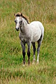 MOUNTAIN PONY FOAL