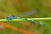 COMMON BLUE DAMSELFLY MALE AT REST