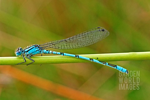 COMMON_BLUE_DAMSELFLY_MALE_AT_REST
