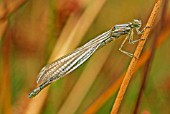 DAMSELFLY RECENTLY HATCHED BEFORE COLOUR DEVELOPES