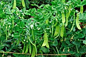 SUGAR SNAP PEAS READY FOR PICKING