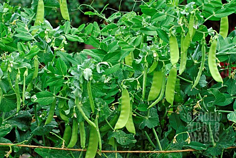 SUGAR_SNAP_PEAS_READY_FOR_PICKING