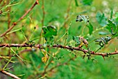 GOOSEBERRY SAWFLY CATERPILLAR DAMAGE