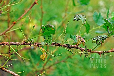 GOOSEBERRY_SAWFLY_CATERPILLAR_DAMAGE