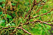 GOOSEBERRY SAWFLY CATERPILLAR DAMAGE