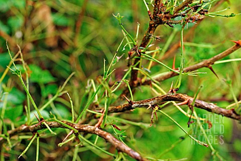 GOOSEBERRY_SAWFLY_CATERPILLAR_DAMAGE