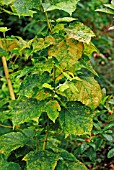 MAGNESIUM DEFICIENCY SIGNS ON TREE LEAVES