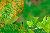 MAGNESIUM DEFICIENCY ON LEAVES