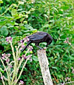 CARRION CROW FEEDING ON POST